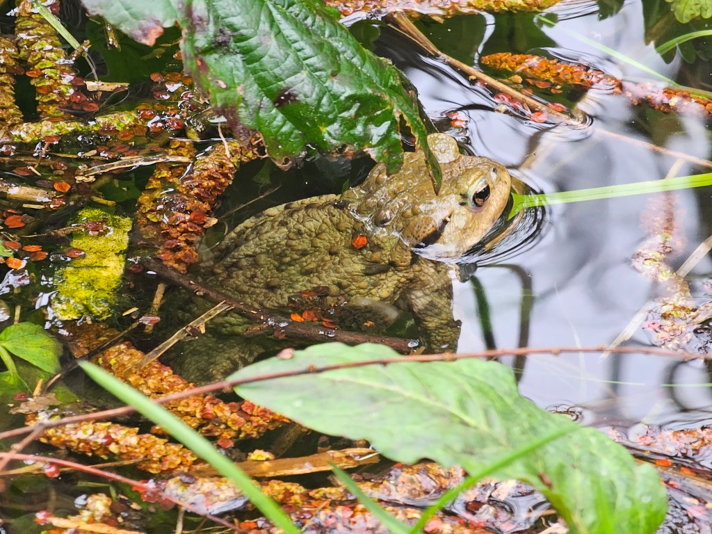 Nature and landscaping